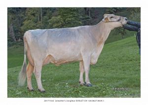 3Jongleur Evolet